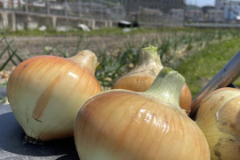 新玉ねぎ　ソニック　大阪府エコ農産物　農薬不使用・化学肥料不使用認証作物　箱込み5kg