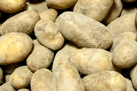※お買得【農薬・化学肥料不使用栽培】2025年産　青森県産　小粒(メークイン）　3ｋｇ