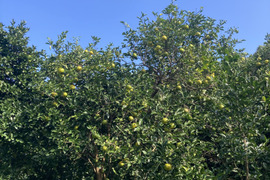 約9~10kg 自然栽培 八朔 はっさく 紅八朔 混載