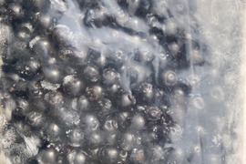 天然ナツハゼ　１キロ　京都産 プロトン冷凍