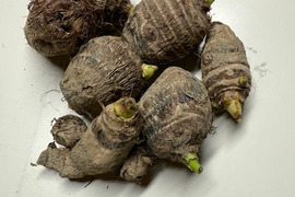 農薬・除草剤・化学肥料不使用 里芋 （超小粒）種芋用 さといも サトイモ 1kg 石川県産