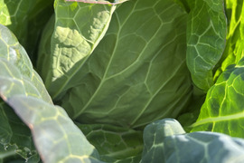 やわらか春キャベツ　5玉