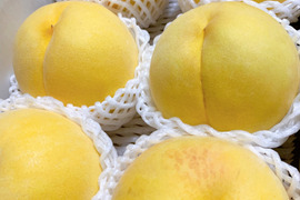 【職人技】黄桃　品種は何が届くかお楽しみ♪1.5㎏（3-6玉）８月発送！