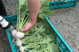 期間限定！！こかぶ　5袋入り