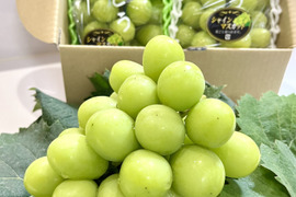 シャインマスカット 家庭用の通販｜食べチョク｜産地直送(産直