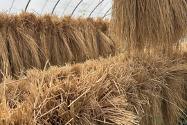 稲わら40束 天日干し 自然栽培(農薬肥料除草剤一切不使用）