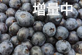 【パリｯ！プリｯ✨甘ｯ】生ブルーベリー品種はミックス500g