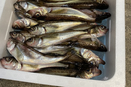 えっこの沖合ハタハタLサイズ(季節限定)