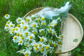[クール便]　自然栽培カモミール花束（奥出雲産）200g