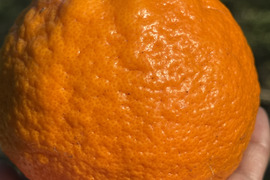 せとか　家庭用　２キロ