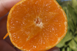 【本場・下津蔵出しみかん】土壁蔵で木箱仕込みし寝かせた熟成みかん｜農家直送