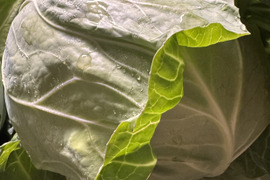 甘みたっぷり兵庫県産新鮮野菜キャベツをお届け(3玉入)