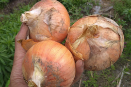 玉ねぎ 3kg 大きさは色々だけど、甘くて美味しいです！