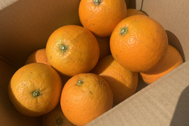 【news every.で紹介】バレンシアオレンジ 3kg｜サクッと食感！爽やかな香りのオレンジ🍊