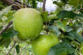 【サステナりんご】グラニースミス（10kg以上☆加工向け簡易包装）化学合成農薬約60％削減★クッキングアップルの定番青りんご！