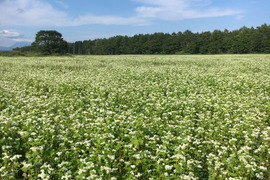 北海道 【天日干しそば粉】 1kg
