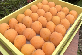 柔らかく味わい深い！茂木産 茂木びわ Lサイズ 35個入り 約1.5kg
