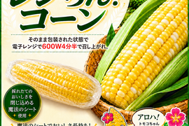 【朝どれ】『アロハ🤙でレンちん！コーンバイカラ』8〜10本【6月初旬から早期発送】※採れたて続く魔法のシートで全国発送でも朝どれ鮮度のトウモロコシを！