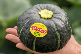 おっ！手頃サイズのミニカボチャ☆ほくほく甘〜いパンプキッズ