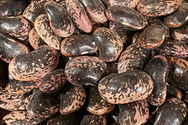 紫花豆🫘【北海道産】農薬化学肥料･除草剤不使用🫘300g☺️メール便