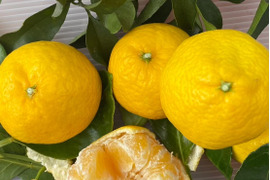 愛媛の媛小春☆混合サイズ☆ご家庭用☆3㎏