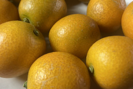 限定1箱！寧波金柑「にんぽうきんかん」2キロ