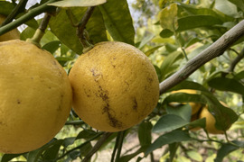 無・ベルガモット C級　1.8kg