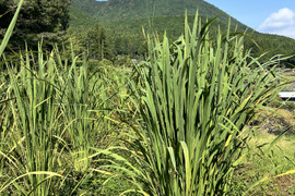 神が宿る草　まこもだけ　真菰筍　１ｋｇ　三重県美杉町産