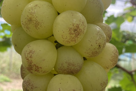 岡山県産✨【レア品種】✨紅環（べにたまき）夏の疲れを癒やしてくれる🎶爽やかな酸味と甘さ✨1kg 2房入