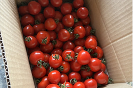 おためし！〈人気品種〉旨みたっぷり！ほれまるミニトマト　1.5kg