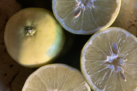 自然栽培　辺塚だいだい へつかだいだい　
20kg