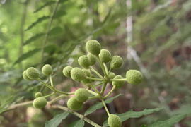 山椒の実(葉付き)