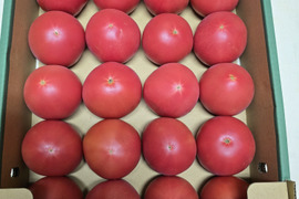 岐阜県産　飛騨高山　オーガニックトマト