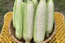 甘い‼️地元で人気の朝採り☀️白とうもろこし【ホイップコーン】10本
