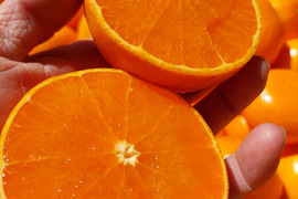 せとか【柑橘の大トロ】5.5kg(箱込)