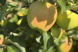 【数量限定】青森県ぐんま名月！3kg贈答用！《樹上完熟》自然の恵みたっぷり