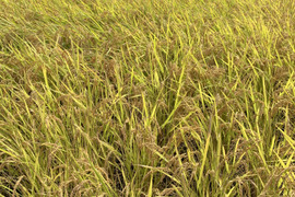 新米【令和６年生産】ひのひかり　白米　お試しサイズ２Kg　冷めても美味しい甘みがあるモチモチご飯
