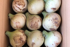 淡路島　新たまねぎ　【5キロ】　玉ねぎ