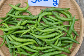 季節限定‼ガツンと辛い激辛青唐辛子2025年新物300g