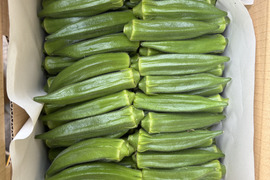 【朝採れ新鮮‼️鹿児島・指宿産オクラ（正品）】100本入り