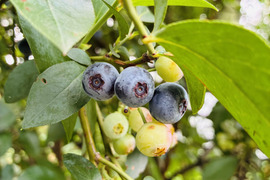 完熟収穫！冷凍ブルーベリー500g 栽培期間中農薬化学肥料不使用
