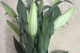 【期間限定】オリエンタルユリ『シベリア』（4-6輪）白色5本