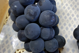 ☆ぶどう☆巨峰（種無し）2kg化粧箱