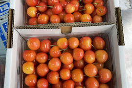 ★朝どり★甘いパリパリ★大粒さくらんぼ
★紅秀峰　家庭用　約1キロg★ご家族で