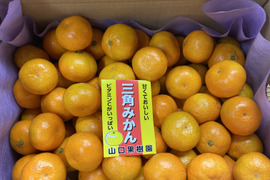 【予約販売】ご家庭用・今が旬！果汁たっぷり早生みかん(2sサイズ・5㎏)