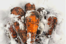 【サイズふぞろい・土付き】雪下ニンジン 2kg【農薬化学肥料不使用】