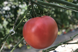 栃木県産 新鮮赤熟もぎり大玉トマト4kg