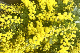 【ふわふわのミモザ10本】春を感じさせる、ふわふわのミモザ。花瓶に入れてゆっくり楽しんだ後は、ユーカリと一緒にリースにして長くお楽しみいただけます。