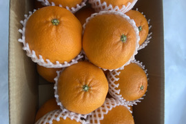 プチプチで濃厚な甘み！肥前ユース5キロ