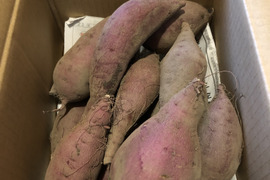 自然栽培ひかりのたねのサツマイモ2キロ